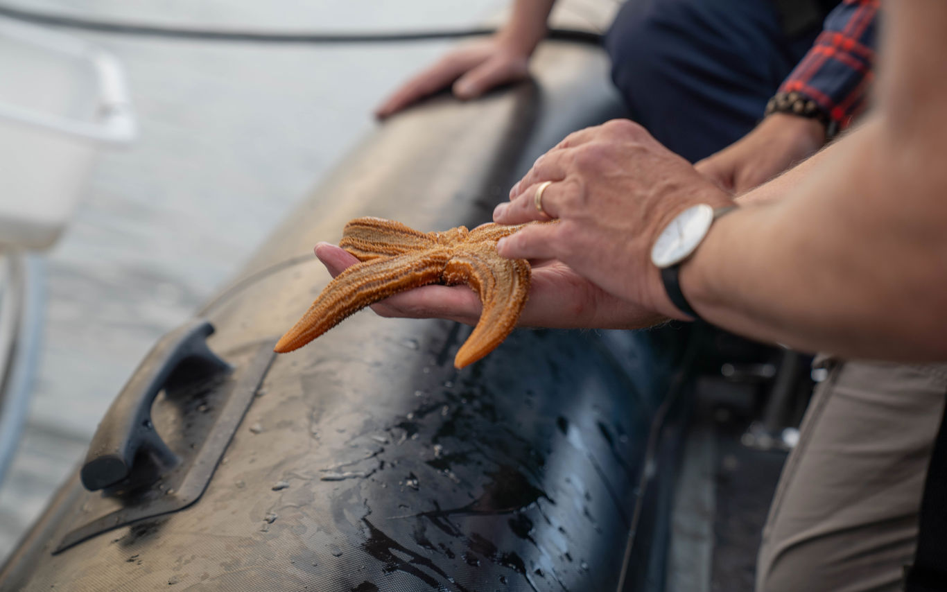 Søstjerne fra Vejle Fjord