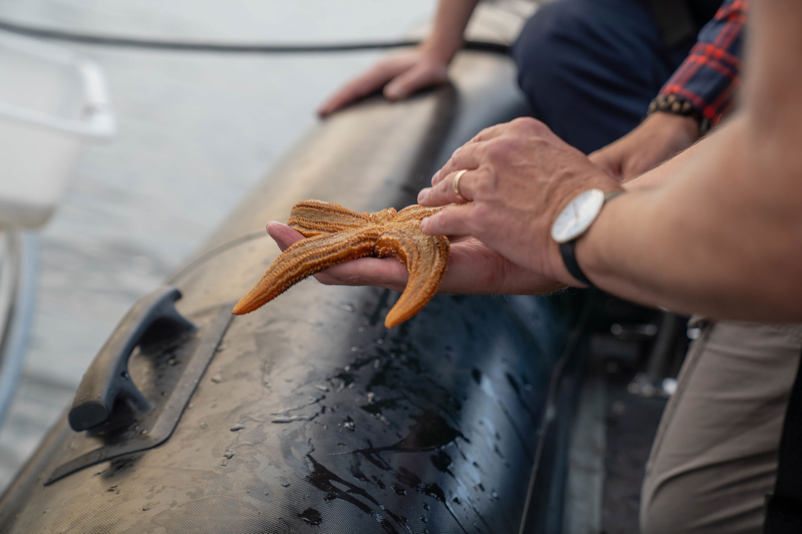 Søstjerne fra Vejle Fjord
