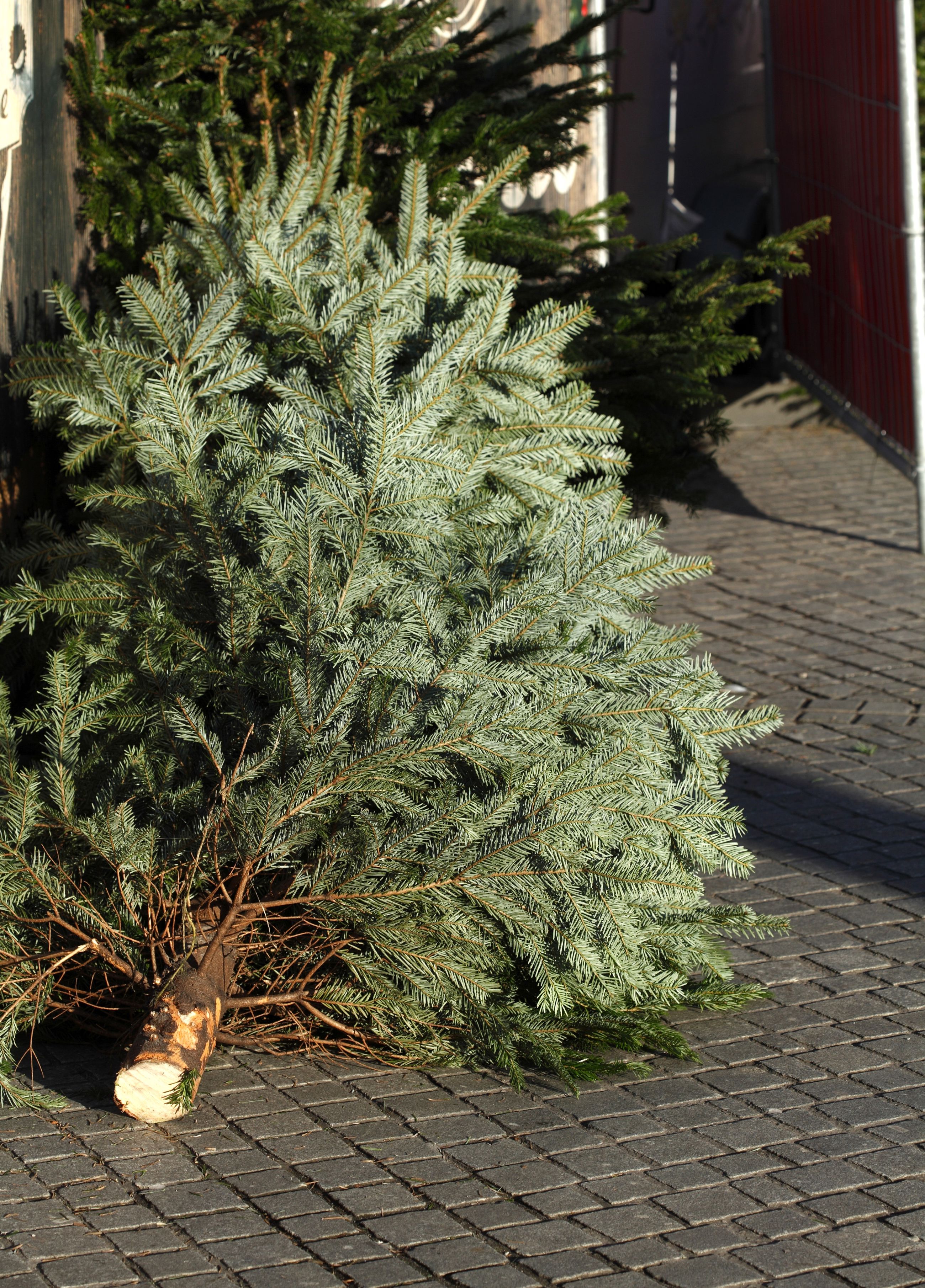 Kasseret juletræ, der ligger på en brostensbelagt gade