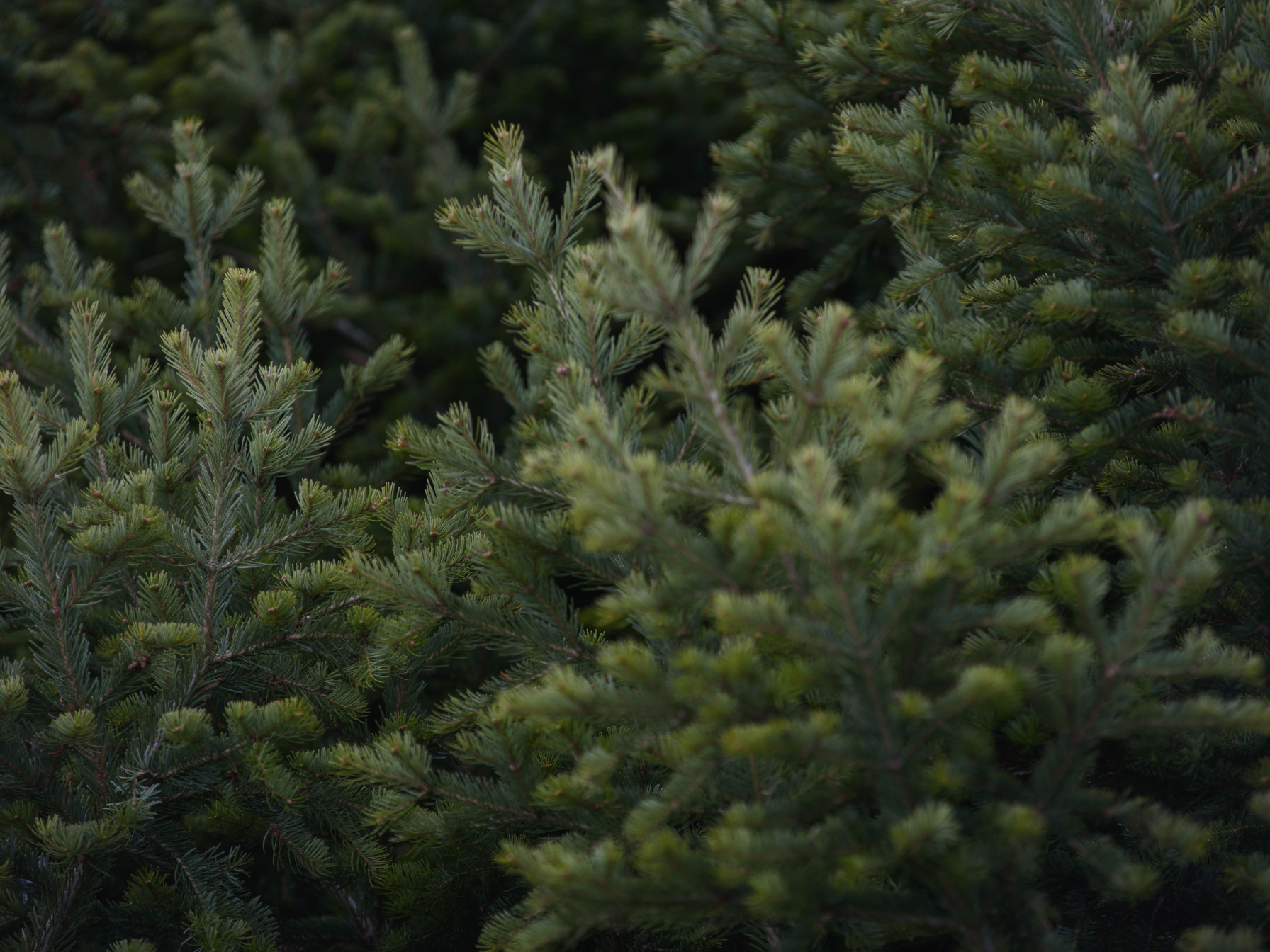 Nærbillede af mørkegrønne grene fra et grantræ.