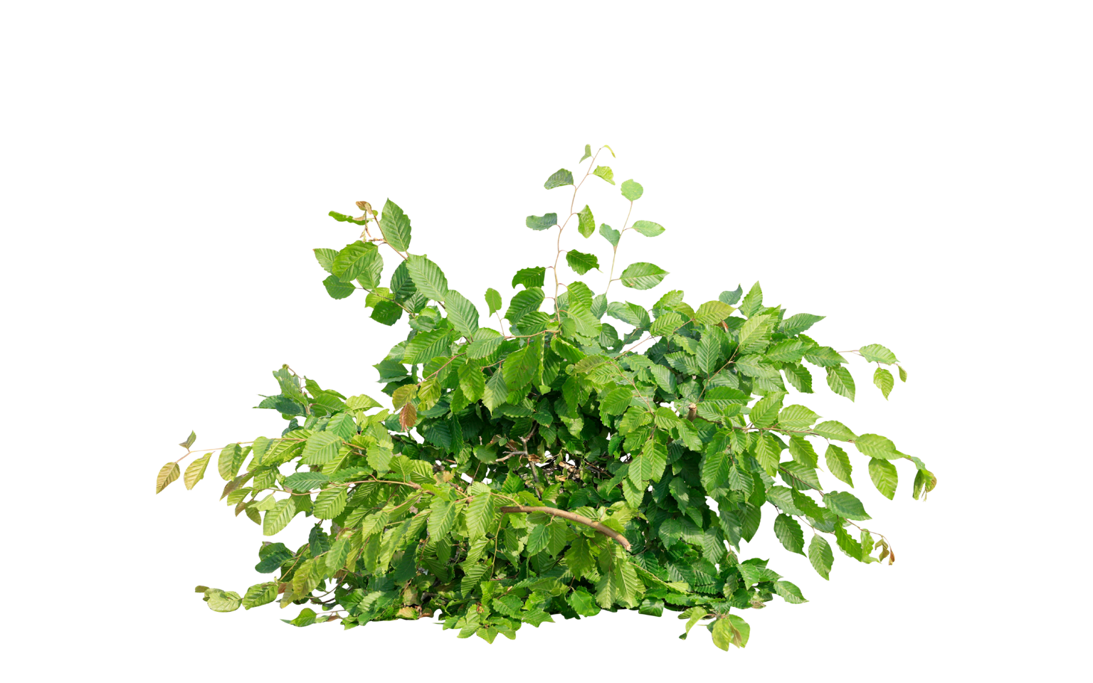 aveaffald - afskårne grene og blade