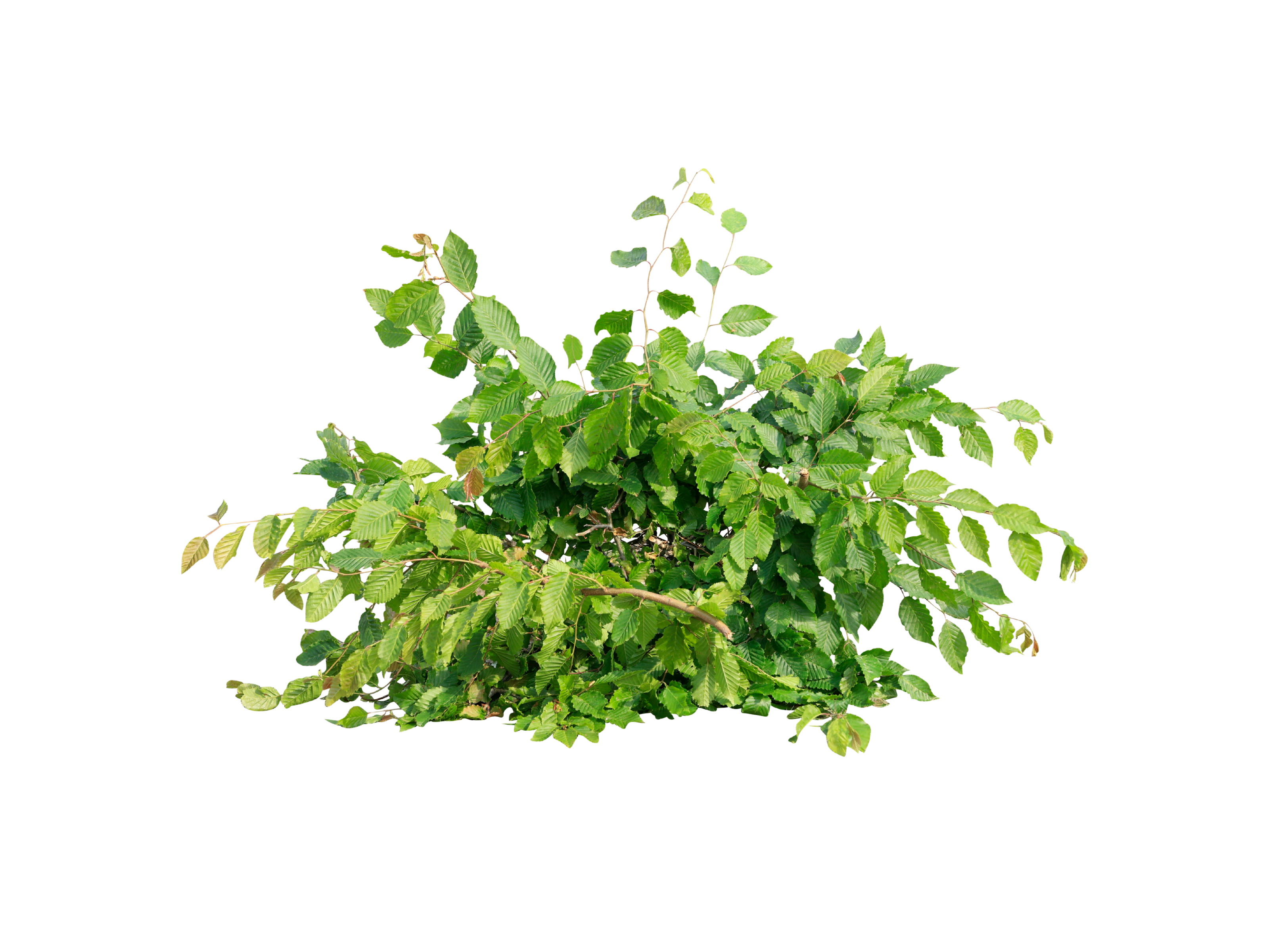 aveaffald - afskårne grene og blade