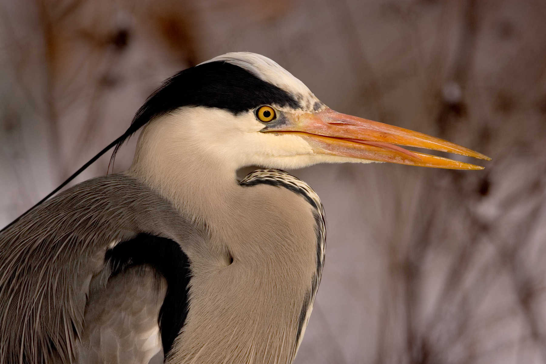 Nærbillede af en fiskehejre